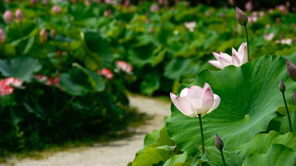 Pink lotus flower blooming along winding garden path.